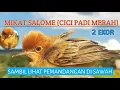 Download Lagu MIKAT CICI PADI MERAH SALOME DI SAWAH