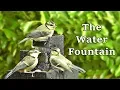 Download Lagu Relaxing TV for Cats to Watch : Cat TV - Birds on A Hot Summer Evening