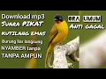 Download Lagu download suara PIKAT burung KUTILANG EMAS langsung NYAMBER tanpa AMPUN