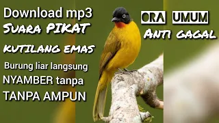 Download download suara PIKAT burung KUTILANG EMAS langsung NYAMBER tanpa AMPUN MP3