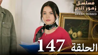 الحلقة 147 مسلسل زهور الدم مدبلج بالعربية Kan Çiçekleri 
