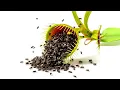 100 Flies vs venus trap