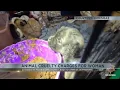 Phoenix woman caught for leaving 22 dogs in poor conditions