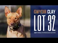 Gwydir Clay - Lot 32 Forbes Working Dog Auction 2026
