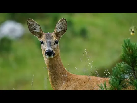 Faunabeheer en Verkeersveiligheid 
