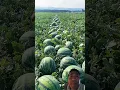 Download Lagu tips menanam semangka #watermelon #farming
