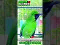 Download Lagu CUCAK IJO GACOR #shorts #shortvideo