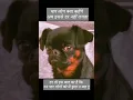Download Lagu kuch to log kahenge || #shortsfeed #sad #status #memes #dogmemes #funny #bollywood #song