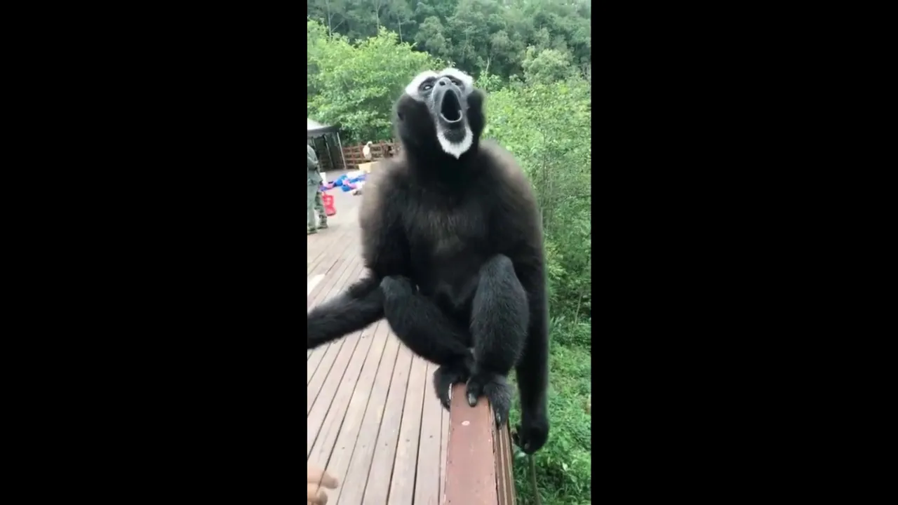 Screaming Monkey boi.