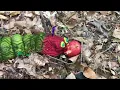 The Very Hungry Caterpillar by Eric Carle