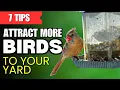 Download Lagu 7 Tips Wajib Tahu untuk Menarik Lebih Banyak Burung ke Halaman Anda