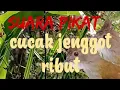 Lagu suara pikat cucak jenggot