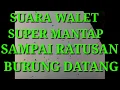 Download Lagu Suara walet super mantap ini mampu mendatangkan BW puluhan hingga ratusan_Aan007