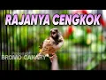 Download Lagu BLACKTHROAT GACOR SUARA JERNIH UNTUK MASTERAN KENARI #04