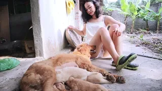 Download Susu Vlog - Feed the puppies nutrients to keep them healthy MP3