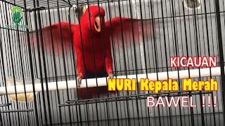suara kicau burung nuri maluku kepala merah red lory