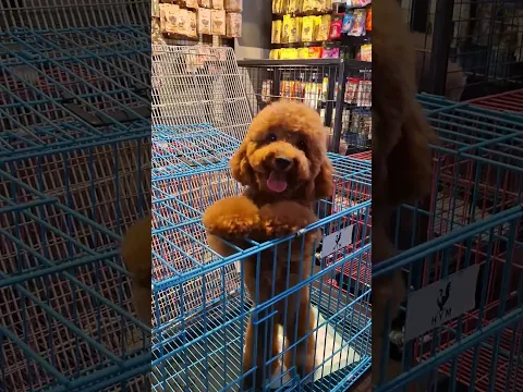 kedatangan si puddel lucu hari ini😀#cutedog #