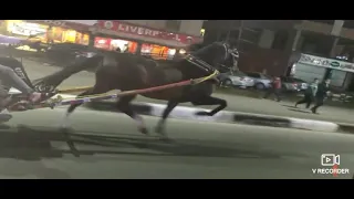 عمومي مصر الحصان المجري     دندنها