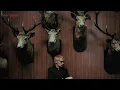 sega bodega - Deer Teeth (Lyric Video)