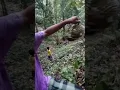 Download Lagu Lagi kumpul Durian di Walang Hutumuri..