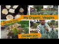 Lagu My Organic Vegetables  Garden @Birad Gusu #Happy New Year 🥳 Chicken pox # winter vlog #garden 