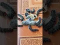 Download Lagu misteri ulat bulu pindah ke rumah warga ternyata kepongpongnya isi mustika ungu #mistis #viralshots