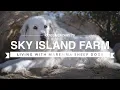 Download Lagu ALL ABOUT LIVING WITH MAREMMA SHEEP DOGS