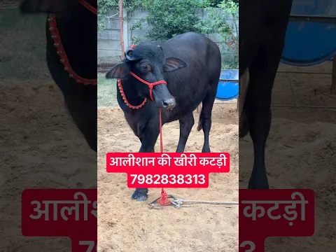 छोटे सींग की Beautiful Murrah Heifer, बिक्री के लिए उपलब्ध || Kodan Dairy Farm Kablana (7982838313)