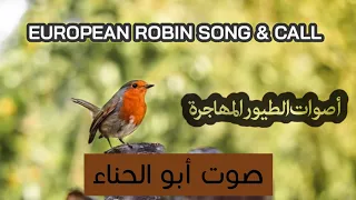 صوت أبو الحناء European Robin Song And Call 