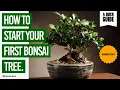 How to Start Your First Bonsai Tree Step-by-Step for Beginners