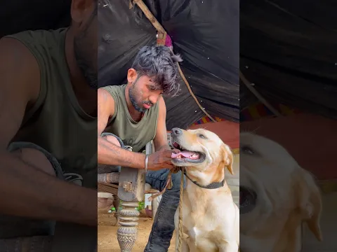 Asa bhi hota hai kya😭🐔🐶#pets #shorts #shortsfeed #youtubeshorts #viral #spkabuterclub