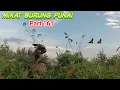 Download Lagu menangkap burung punai makan buah keramunting pakai pulut dahan mantap