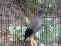 Download Lagu Suara burung jalak kebo gacor viral unik