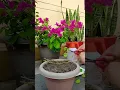 Watch how to propagate Bougainvillea plant in just 10 days