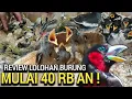 Download Lagu SPESIAL LOLOHAN ! BURUNG ANAKAN LENGKAP MULAI 40RB AN DI PASAR BURUNG PRAMUKA