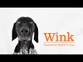 Rescued From the Shelter Ready to Run Wink s Story
