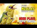 Suara Pleci Ngalas Materi, Bikin Pleci Cepat Gacor