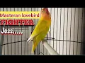 Download Lagu Masteran LOVEBIRD FIGHTER joss, Super pandai pancing lb lawan cepat emosi gacor dan Ngekek