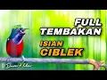 Download Lagu AWAS NYAUT ! KONIN GACOR FULL ISIAN TEMBAKAN BREN CIBLEK COCOK BUAT MASTERAN KOLIBRI NINJA IJOAN
