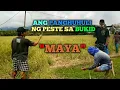 Download Lagu ANG PANGHUHULI NG PESTENG MAYA SA BUKID.