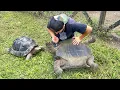 Lagu PULLING GIANT TICKS OFF MY TORTOISES !