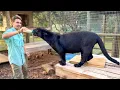 MY BLACK PANTHER IS ALL GROWN UP