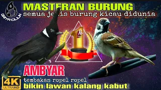cililin vs gereja tarung masteran burung terbaik