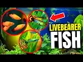 Lagu Why Livebearer Aquarium Fish Are Great For Beginners...