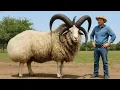 Lagu De 15 zeldzaamste en meest indrukwekkende schapenrassen ter wereld