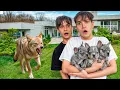 We Saved Our Puppies From a COYOTE ATTACK!