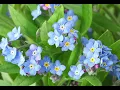 Forget me not - pongulazongula