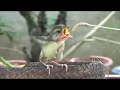 Download Lagu Tìm Thấy Tổ Chim Dưới Lá Cấy,Chim Chích Bông Con.(Baby Warbler).