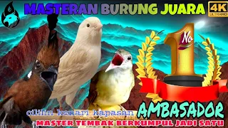 Masteran Cililin vs Kapas Tembak vs Kenari _ Masteran Murai Ampuh