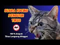 Download Lagu SUARA KUCING PENGUSIR TIKUS, PENGUSIR TIKUS PALING AMPUH, USIR TIKUS TANPA RACUN